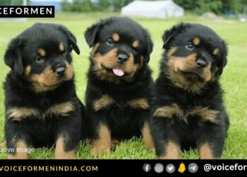 voiceformenindia.com